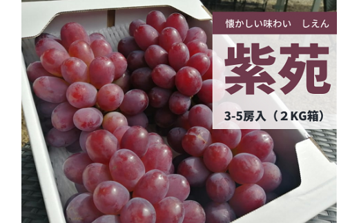 KF-B041【きよとうファーム】紫苑(しえん)3-5房/計2.0kg~ (岡山県産)岡山県真庭市16000果物・フルーツマスカット・ぶどう