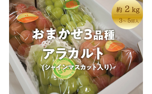 【きよとうファーム】秋のぶどう3品種詰め合わせ(シャインマスカット入り)3-5房/計2.0kg~ (岡山県産) 【KF-B025-02】岡山県真庭市20000果物・フルーツマスカット・ぶどう