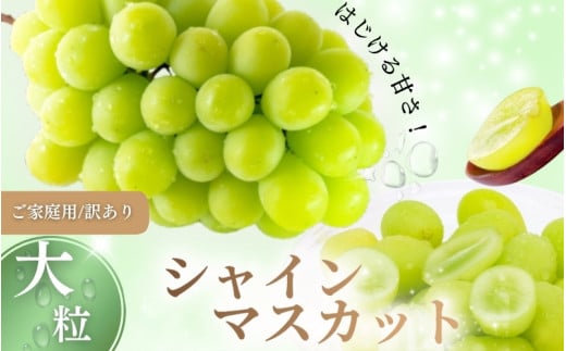 【訳あり】 ご家庭用 シャインマスカット 約1.5kg(2〜4房)  NISSHOKU FARM 【先行予約】 / 甘い 岡山 訳アリ わけあり ぶどう ブドウ 葡萄 シャインマスカット 先行予約 フルーツ 果物 特選 真庭