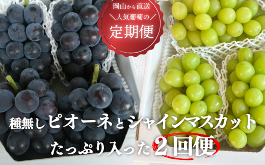 【定期便】【きよとうファーム】ピオーネとシャインマスカット たっぷり2kgの2回便! (岡山県産) KF-T005-02 / ぶどう シャインマスカット ピオーネ ブドウ フルーツ 果物 岡山 真庭市 きよとう