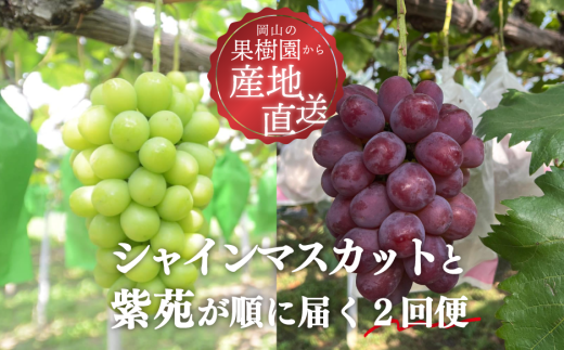 KF-T004【きよとうファーム】シャインマスカットと紫苑の2回便(定期便) (岡山県産)岡山県真庭市36000果物・フルーツマスカット・ぶどう