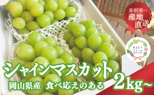 KF-B016-02【きよとうファーム】シャインマスカット3〜5房/計2kg~ (岡山県産)岡山県真庭市25000果物・フルーツマスカット・ぶどう