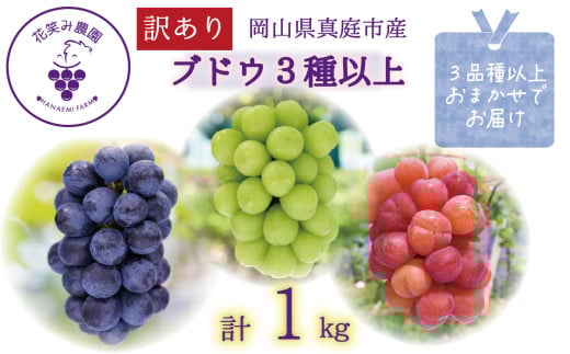 y2026N̐s\łIz 󂠂 Ԃǂ ԏ΂ݔ_̂Ԃǂ ܂3ȏiPkgj hana18-1. / Ԃǂ lߍ킹 Hה uhE VC}XJbg sI[l NC[j[i I[