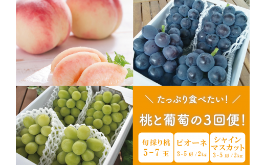 KF-T023yƂt@[zՂHׂIƃsI[lAVC}XJbg͂R (RY)R^s45000ʕEt[c}XJbgEԂǂ