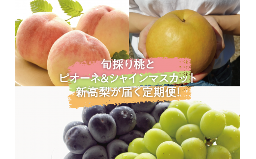 KF-T007yƂt@[z{̂蓍AsI[lVC}XJbgAV͂R() (RY)R^s44000ʕEt[c}XJbgEԂǂ