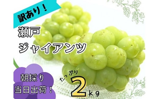 ※2026年の予約です!※ 【 訳あり 】フルーツ王国岡山 朝採り新鮮!人気 ぶどう 瀬戸ジャイアンツ 2kg【2026年9月下旬〜予定】離島発送不可 / ブドウ 葡萄 先行予約 フルーツ 果物 真庭市