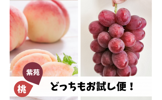 KF-T011【きよとうファーム】桃と紫苑、どっちもお試し便!2回便(定期便) (岡山県産)岡山県真庭市16000果物・フルーツもも・すもも