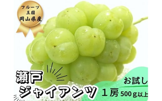 ※2026年の予約です!※ 【お試し】フルーツ王国岡山 朝採り新鮮!人気ぶどう瀬戸ジャイアンツ1房【2026年9月下旬〜発送予定】離島発送不可 / ブドウ 葡萄 先行予約 果物 真庭市 瀬戸ジャ