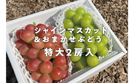 KF-B022-01【きよとうファーム】シャインマスカット&おまかせ葡萄 特大2房入 /計1.3kg~ (岡山県産)岡山県真庭市19000果物・フルーツマスカット・ぶどう