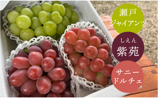 KF-B044yƂt@[zH̕i˃WCAcETj[h`FEjlߍ킹3-5[/v2.0kg~ (RY)R^s18000ʕEt[c}XJbgEԂǂ