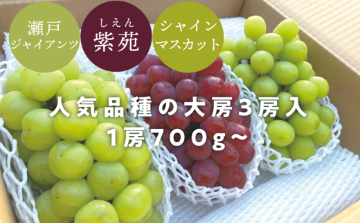 KF-B029【きよとうファーム】秋ぶどう3品種 特大3房入(シャインマスカット・瀬戸ジャイアンツ・紫苑)/1房700g以上 (岡山県産)岡山県真庭市22000果物・フルーツマスカット・ぶどう