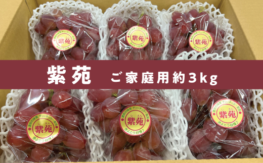 【きよとうファーム】訳あり 紫苑 /約3kg (岡山県産) 【KF-B042-01】岡山県真庭市19000果物・フルーツマスカット・ぶどう