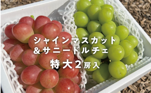 KF-B023【きよとうファーム】大粒シャインマスカット&サニードルチェ 特大2房入/計1.3kg~ (岡山県産)岡山県真庭市17000果物・フルーツマスカット・ぶどう