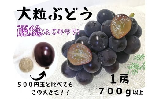 【 厳選品 】※2026年の予約です!※ 大粒希少品種 藤稔 1房700g以上! 【2026年8月下旬〜発送予定】離島発送不可 / 数量限定 ぶどう 葡萄 先行予約 フルーツ 果物 藤稔 ふじみのり 新鮮 当日出