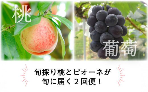 KF-T039【きよとうファーム】ちょっとずつ食べたい!岡山の旬の桃とピオーネが少しずつ届く2回便! (定期便)(岡山県産)岡山県真庭市22000果物・フルーツマスカット・ぶどう