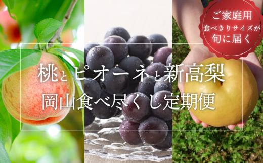 KF-T034【きよとうファーム】岡山果物食べ尽くし!桃とピオーネと新高梨が毎月届く3回便! (定期便)(岡山県産)岡山県真庭市33000果物・フルーツもも・すもも