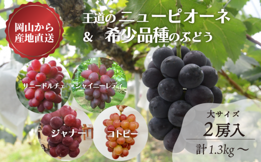 KF-B071【きよとうファーム】ピオーネ&希少品種の詰め合わせ 特大2房/計1.3kg~ (岡山県産)岡山県真庭市15000果物・フルーツマスカット・ぶどう