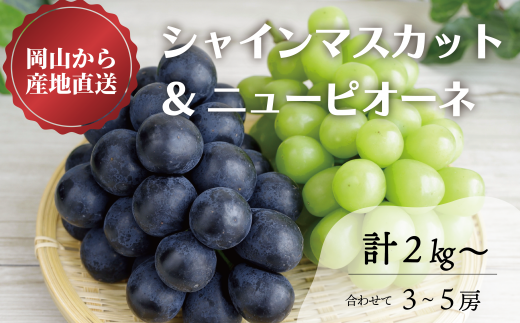 KF-B070-02【きよとうファーム】シャインマスカット&ニューピオーネ 3-5房/計2.0kg~ (岡山県産)岡山県真庭市20000果物・フルーツマスカット・ぶどう