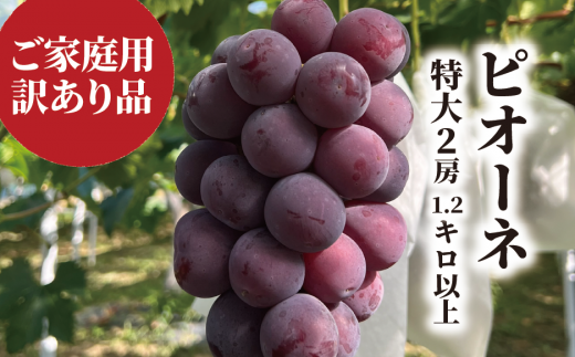 KF-B073yƂt@[z󂠂 sI[l Q[/v1.2kg` (RY)R^s12000ʕEt[c}XJbgEԂǂ