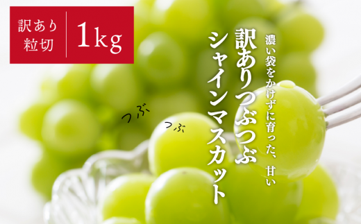 KF-B012-1yƂt@[z؃VC}XJbg/1s  (RY)R^s12000ʕEt[c}XJbgEԂǂ