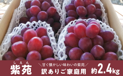 【きよとうファーム】訳ありご家庭用 紫苑(しえん)/ 約2.4kg (岡山県産) 【KF-B085-01】岡山県真庭市18000果物・フルーツマスカット・ぶどう