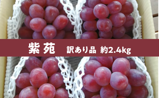 KF-B083【きよとうファーム】訳あり品 紫苑(しえん)/ 約2.4kg (岡山県産)岡山県真庭市15000果物・フルーツマスカット・ぶどう