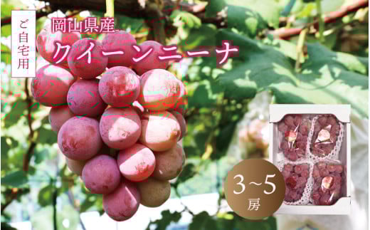 真庭市産 クイーンニーナ 2kg前後 / (2025年9月中旬以降発送予定) ご自宅用 ぶどう 産地直送 新鮮 岡山 真庭 赤ブドウ 真庭市 大粒 葡萄 果物 フルーツ クイーンニーナ 濃厚 人気 数量限定 ブド