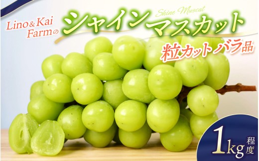 【2025年先行予約】【粒カットバラ品】 シャインマスカット(1kg程度) Lino&Kai Farm  【2025年10月上旬〜順次発送】 / 朝採れ ぶどう 岡山  真庭市 シャインマスカット 高級 ギフト 大粒 果物 ご