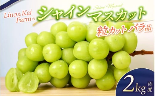 【2025年先行予約】【粒カットバラ品】 シャインマスカット(2kg程度)Lino&Kai Farm 【2025年10月上旬〜順次発送】/ 朝採れ ぶどう 岡山  真庭市 シャインマスカット 高級 ギフト 大粒 果物 ご自