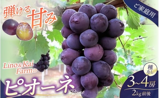 【2025年先行予約】【ご家庭用】 岡山の『ニューピオーネ』 3房〜4房  (2kg前後 化粧箱入) Lino&Kai Farm 【2025年9月中旬〜順次発送】 / 朝採れ ぶどう 岡山  真庭市 ピオーネ 高級 ギフト 大粒