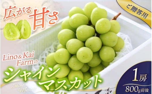【2025年先行予約】【ご贈答用】 岡山のシャインマスカット  1房 (約800g) 化粧箱入り Lino&Kai Farm 【2025年10月上旬〜順次発送】 / 朝採れ ぶどう 岡山  真庭市 シャインマスカット 高級 ギフ