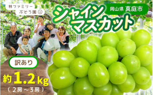 【訳あり】※2026年の予約です!※岡山県産 林ファミリーのシャインマスカット 約1.2kg(約2〜3房)【2026年先行予約】 / 葡萄 ぶどう 岡山 真庭市 マスカット ブドウ 果物 フルーツ 新鮮 人気