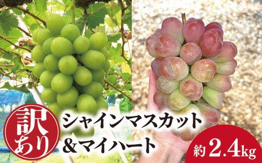 yƂt@[zy󂠂izyƒpzVC}XJbg}Cn[g 2.4kg (RY) KF-B091  / Ԃǂ uhE  VC}XJbg }Cn[g s\ t[c ʕ ^