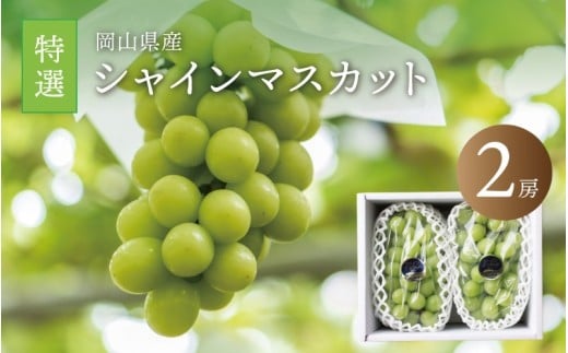 ^sY VC}XJbg I[Q[ / (2025N9{ȍ~\) Ԃǂ R ^ 嗱  VC}XJbg ʕ t[c uhE lC ʌ 炲 }XJbg Yn