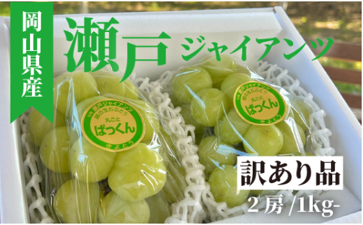 【きよとうファーム】訳あり品瀬戸ジャイアンツ中2房入/約1kg(岡山県産) 【KF-B093-01】岡山県真庭市12000果物・フルーツマスカット・ぶどう