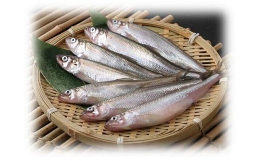 【先行予約受付中】広尾産船上直送生の本ししゃも特大オス15尾(AM0001)北海道広尾町13000魚介・海産物その他 魚介・海産物
