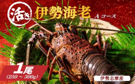活き 伊勢海老 Aコース 1尾 約250〜300g 山金商店 地物 伊勢 伊勢えび 高級 鮮魚 焼き物 汁物 海鮮 特産 海の幸 魚介 イセエビ 海老 えび 三重県 南伊勢町 伊勢志摩産 伊勢志摩三重県南伊勢町20
