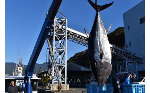 (冷蔵)南伊勢町産 養殖 本まぐろ 1本 50〜60kg/三重外湾漁業協同組合 パーティー イベント 丸ごと 鮪 三重県 伊勢志摩三重県南伊勢町1853000魚介・海産物鮮魚