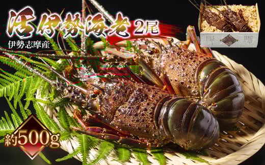 活 伊勢海老 2尾入 約500g 丸池 えび 海老 ebi いせえび 伊勢 魚 魚介 海鮮 海産物 海 特産品 うま味 旨味 海の幸 アウトドア バーベキュー 刺身 炭火焼 味噌汁 産地直送 国産 三重 南伊勢 伊勢