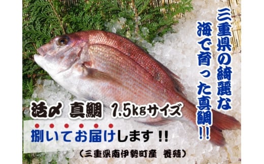 (冷蔵) 真鯛 捌いてお届け ( 三枚おろし スキンレス ) / マルカ水産 活〆 真空パック アラ お刺身 しゃぶしゃぶ お造り 煮物 お吸い物 縁起物 三重県 南伊勢町三重県南伊勢町13000魚介・