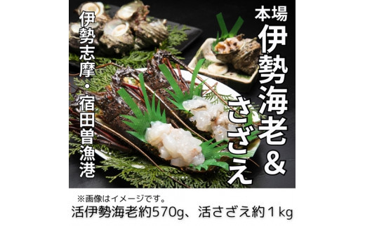 活 伊勢海老 活 さざえ セット A 丸池 伊勢えび イセエビ えび 壺焼 高級 鮮魚 海鮮 魚介 刺身 焼き物 汁物 海鮮 特産 海の幸 新鮮 三重県 南伊勢町 伊勢志摩三重県南伊勢町60000魚介・海産物エ