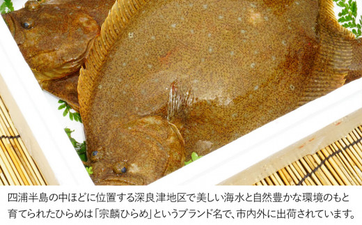 夫婦仲良く宗麟ひらめ  ヒラメ 平目 鮃 刺身 刺し身 生魚 新鮮 大分県産 九州産 津久見市 国産大分県津久見市23000魚介・海産物貝類