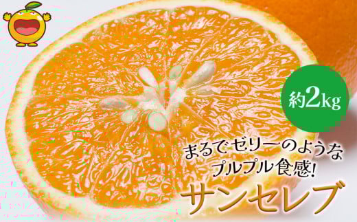 まるでゼリーのようなプルプル食感!サンセレブ約2kg(化粧箱) ミカン みかん オレンジ 柑橘 大分県産 九州産 津久見市 国産大分県津久見市12000果物・フルーツみかん・柑橘類