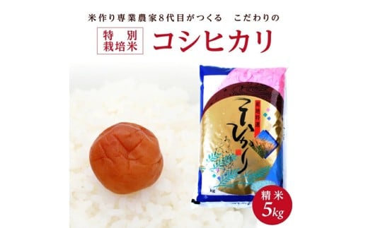 令和7年産【精米】特別栽培米コシヒカリ 5kg×1袋「農家直送」 KA SA2707山形県酒田市14000米・パン白米