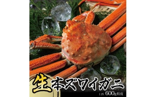 春の生・本ズワイガニ 1匹 600g程度 酒田沖 2026年1月中旬〜3月下旬頃お届け 冷蔵便 ※着日指定・離島発送不可(沖縄県を含む) 東北 山形県 庄内地方 飛島 日本海 カニ 蟹 かに 海産物 シーフ