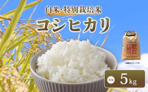 【 新米予約 】 令和7年産 新米 特別栽培米 コシヒカリ 予約 米 5kg 白米 こしひかり 国産 滋賀県 日野町 農家直送 環境こだわり米 お米 おこめ こめ 産地直送 ふるさと納税滋賀県日野町15000米