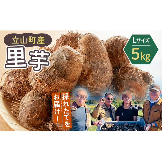 【2025年予約】立山町産里芋 Lサイズ 5kg さといも 里いも 芋 いも 野菜 根菜 立山町 F6T-726富山県立山町18000野菜・きのこ大根・ニンジン・根菜類