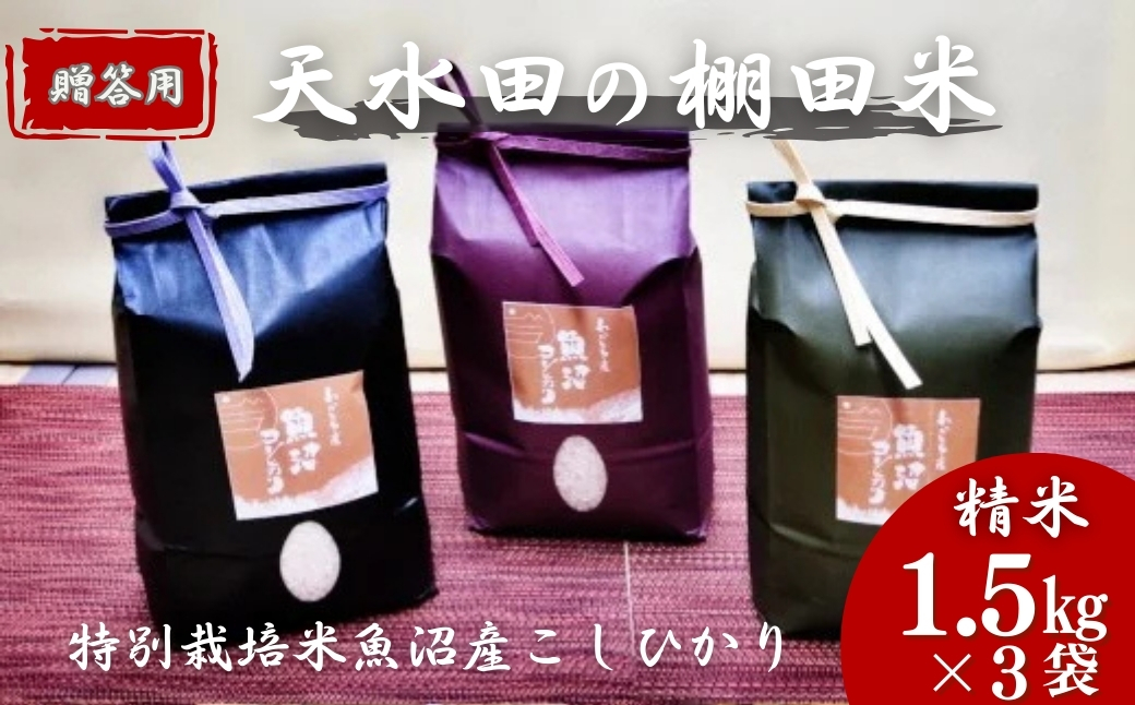 【令和7年産 新米予約】わかとち産 魚沼コシヒカリ 特別栽培 棚田米 贈答用1.5kg×3袋 新潟県産 こしひかり 新米 精米 白米 Mt.ファームわかとち【0013-0004-01】新潟県小千谷市21000米・パン白米