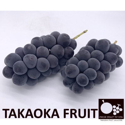 「産地より信州中野の旬をお届け」 種なし巨峰 PREMIUM 約1.2kg 化粧箱入り【配送不可地域:離島】【1311069】長野県中野市22000果物・フルーツマスカット・ぶどう
