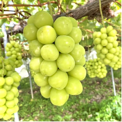 VC}XJbg@1.5kgȏ(2`3[)yzsnFzy1347686z쌧s18000ʕEt[c}XJbgEԂǂ